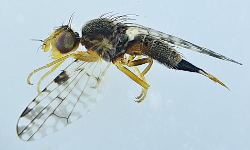 Réf. 316 088 : Dioxyna bidentis